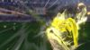 تصویر خرید بازی Captain Tsubasa 2: World Fighters برای Ps5